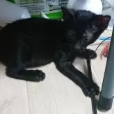 ベンガル【兵庫県・女の子・2025年6月21日・メラニスティック(ロゼット)】の写真8