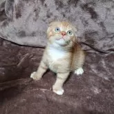 スコティッシュフォールド(折れ耳)【兵庫県・女の子・2025年5月25日・レッドタビー&ホワイト】の写真9