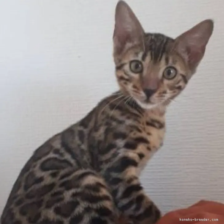 ID:2310-00747の子猫