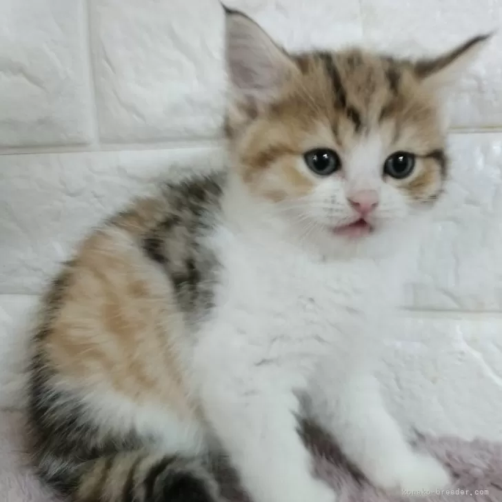 ID:2402-01067の子猫