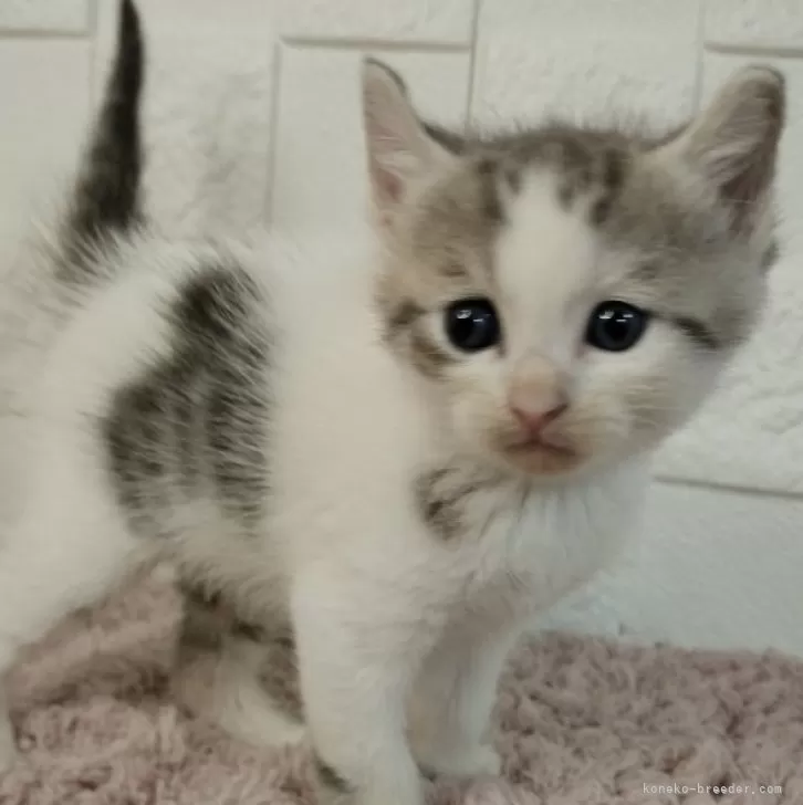 ID：2407-00611の子猫