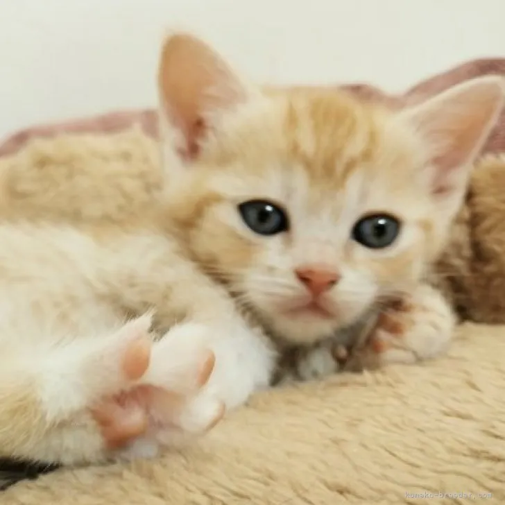 ID:2310-00660の子猫