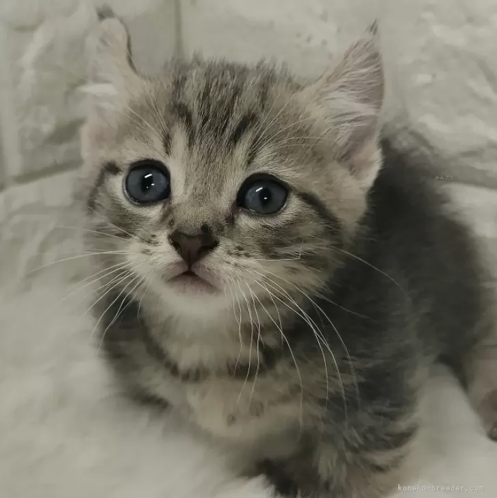 ID：2410-03320の子猫