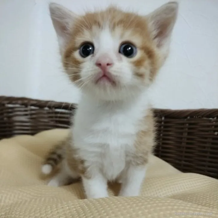 ID：2309-00573の子猫