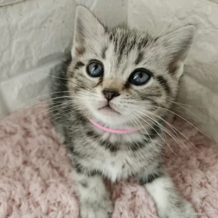 ID:2405-02351の子猫