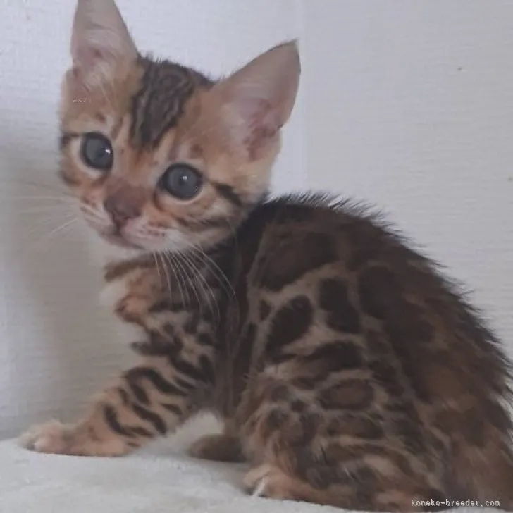 ID：2310-02830の子猫