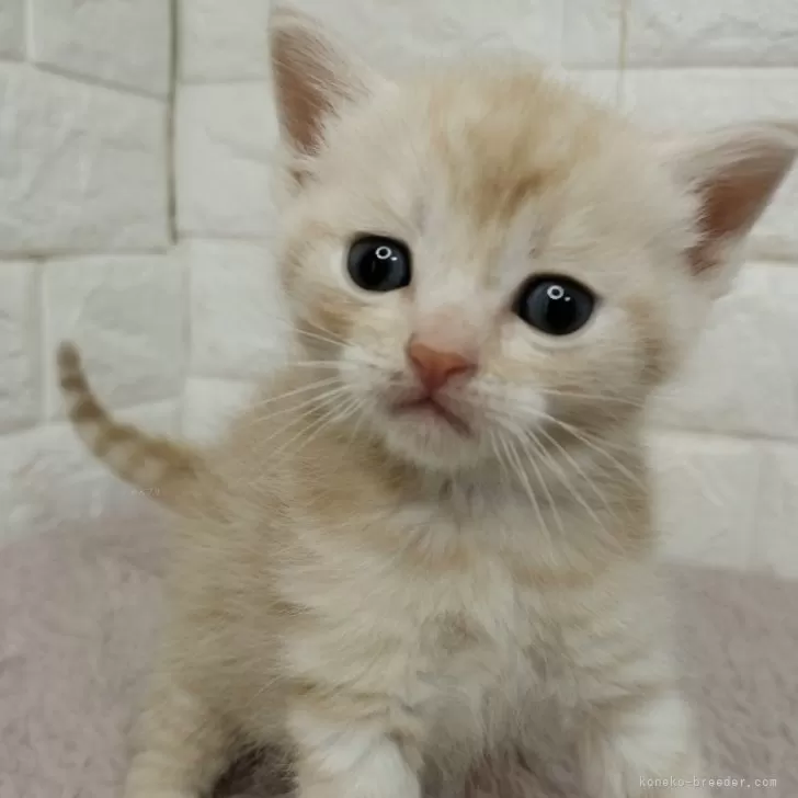 ID:2402-02025の子猫