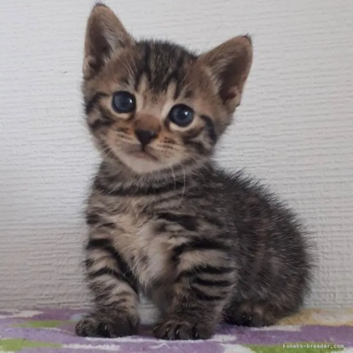 ID：2310-02507の子猫