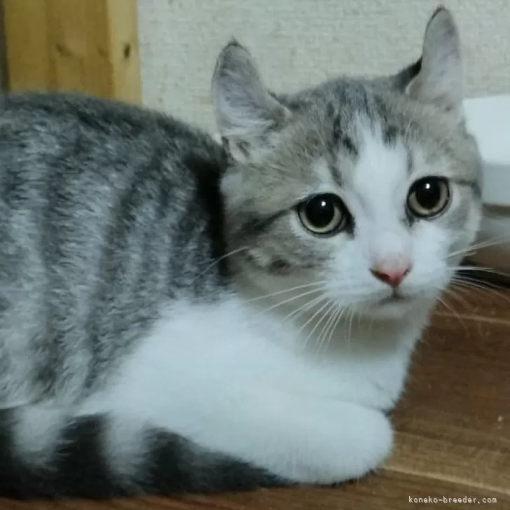 ID:2402-01336の子猫