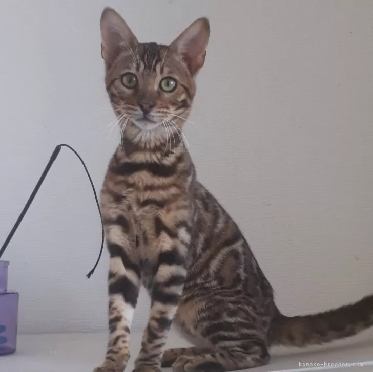 ごー 様のお迎えした子猫
