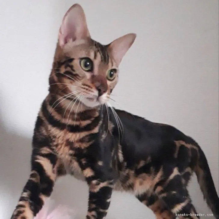ID：2307-02405の子猫