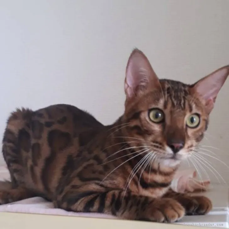 ID:2309-02719の子猫