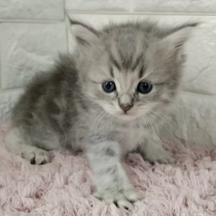 M.T 様のお迎えした子猫