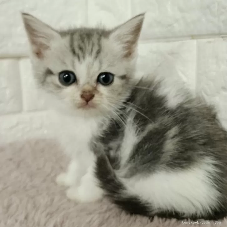 ID：2402-00405の子猫