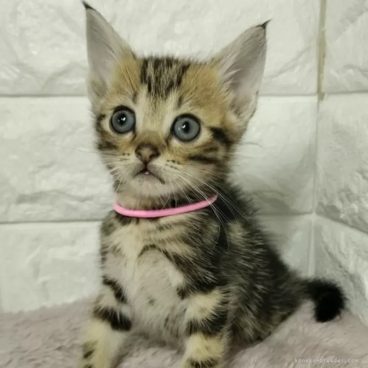 ID：2410-02393の子猫