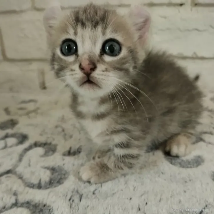 ID：2307-03211の子猫