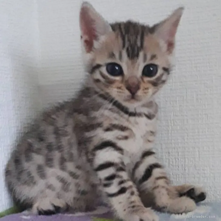 ID:2310-02509の子猫