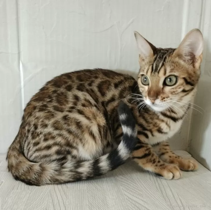 ID：2403-01357の子猫