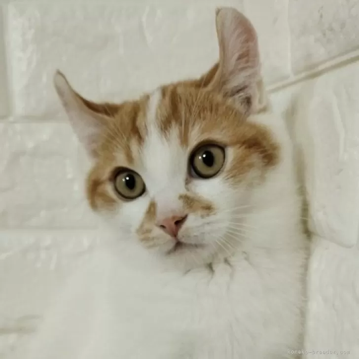 ID:2310-00850の子猫