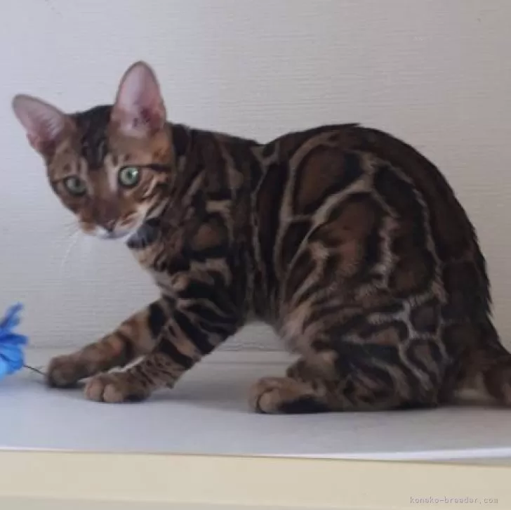 ID:2402-00410の子猫