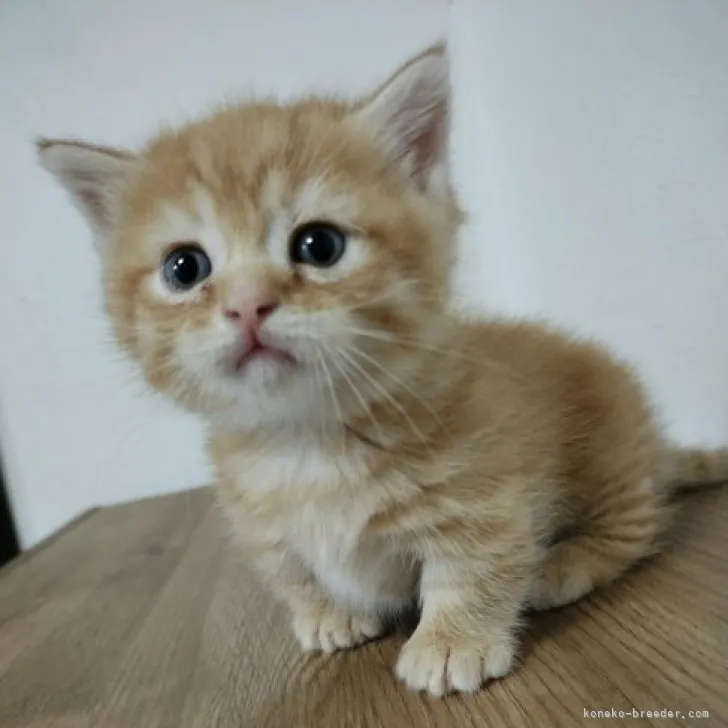 ID:2309-00574の子猫