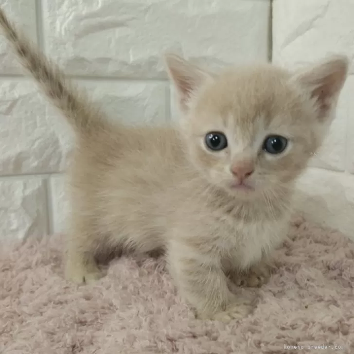 ID:2408-00901の子猫