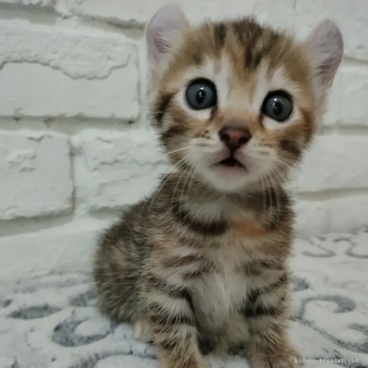 ID：2307-02832の子猫