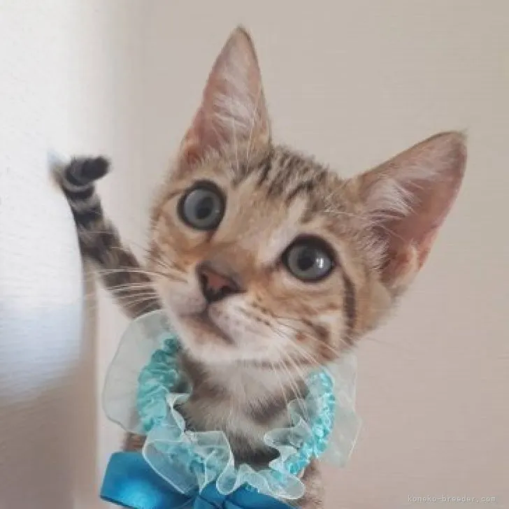 ID:2308-02648の子猫
