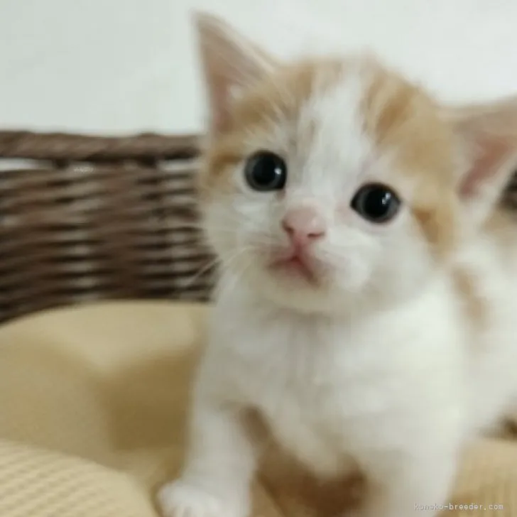 ID:2310-00656の子猫