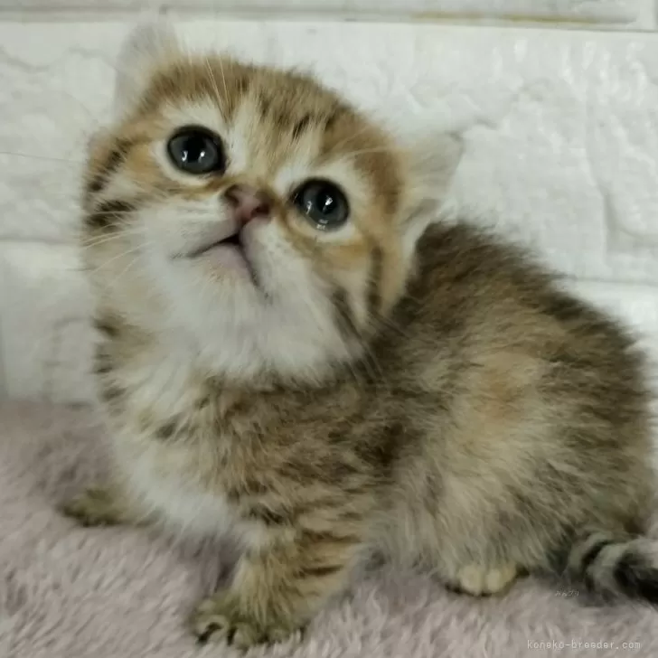 ID:2402-00940の子猫