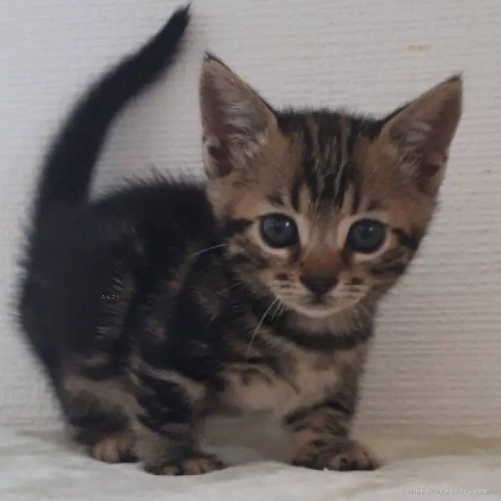 H.M 様のお迎えした子猫