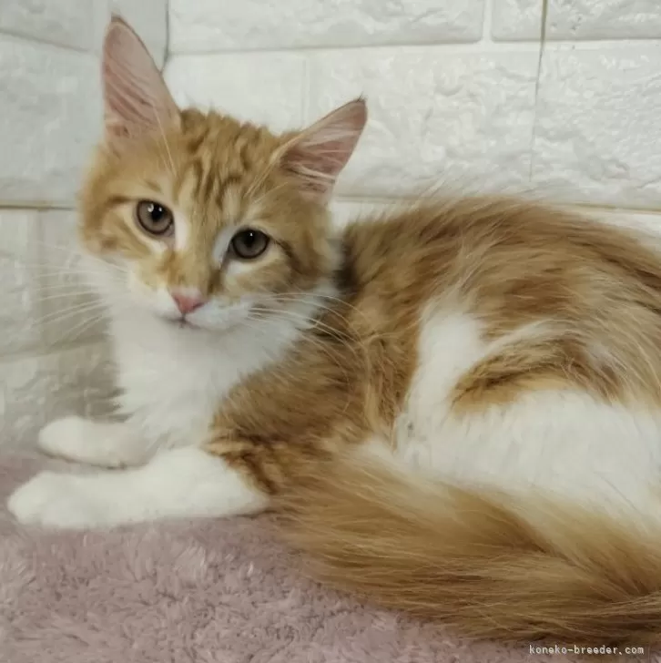 ID:2401-00502の子猫