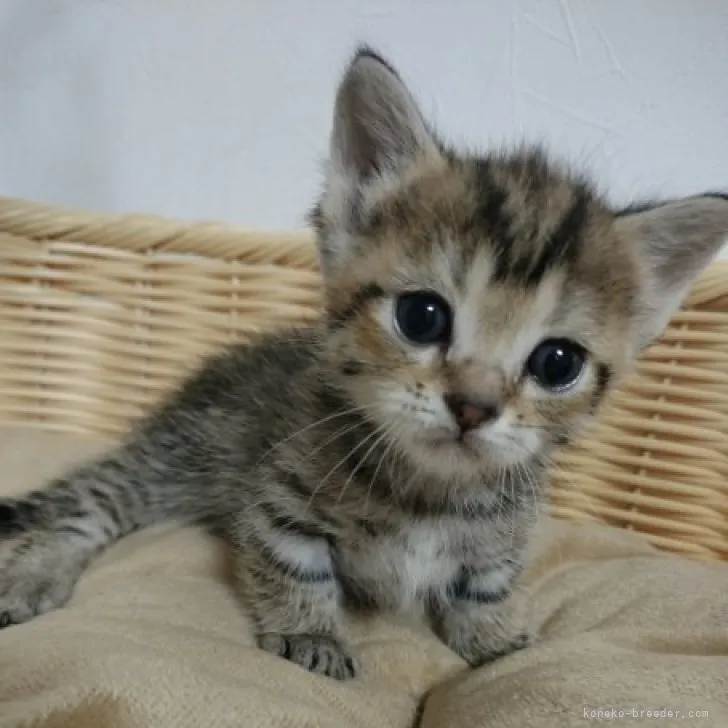 ID：2308-02526の子猫