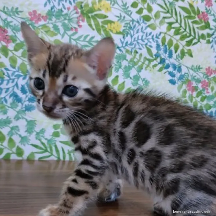ID：2307-02379の子猫