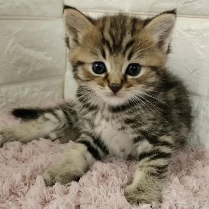 ID：2404-03607の子猫