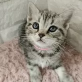 アメリカンショートヘア【静岡県・女の子・2024年4月5日・シルバータビー】の写真1