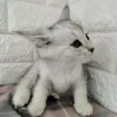 ミヌエット(長足)【静岡県・女の子・2023年9月29日・シルバータビー&ホワイト】の写真5