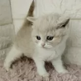 ブリティッシュショートヘア【静岡県・男の子・2024年4月6日・クリーム&ホワイト】の写真5