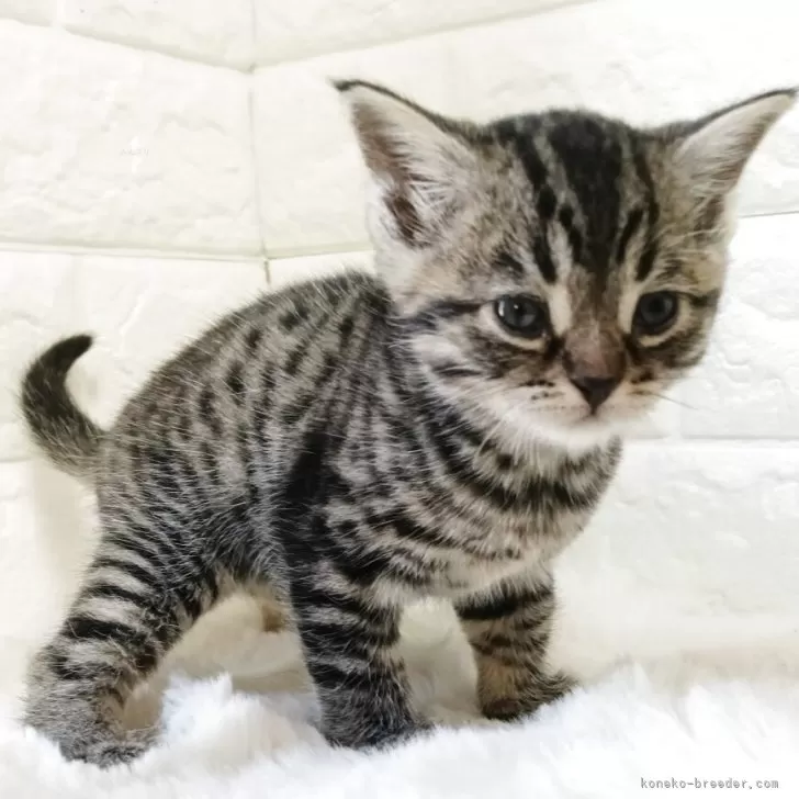 マンチカン(長足)【静岡県・女の子・2025年8月5日・ブラウンタビー】の写真1