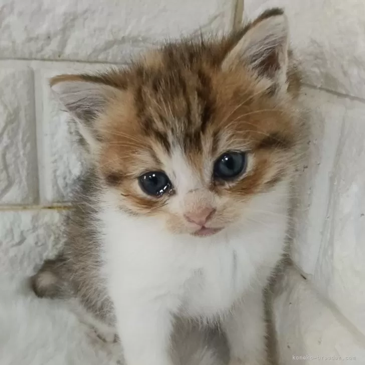 ID：2501-00674の子猫