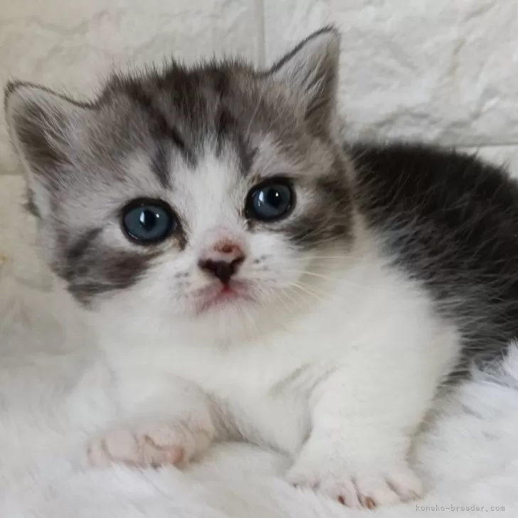 ママ 様のお迎えした子猫