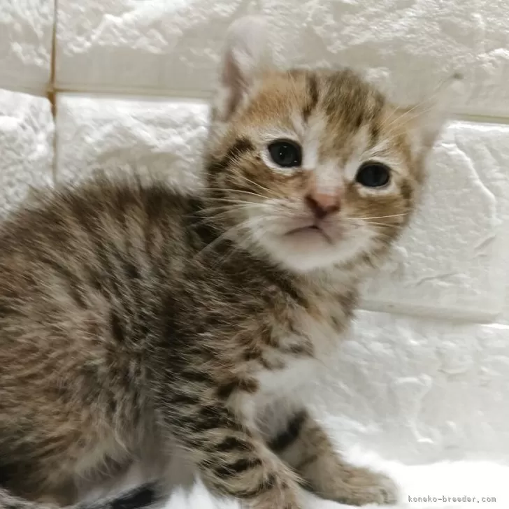 キンカロー【静岡県・女の子・2025年9月9日・ブラウンタビー】の写真1