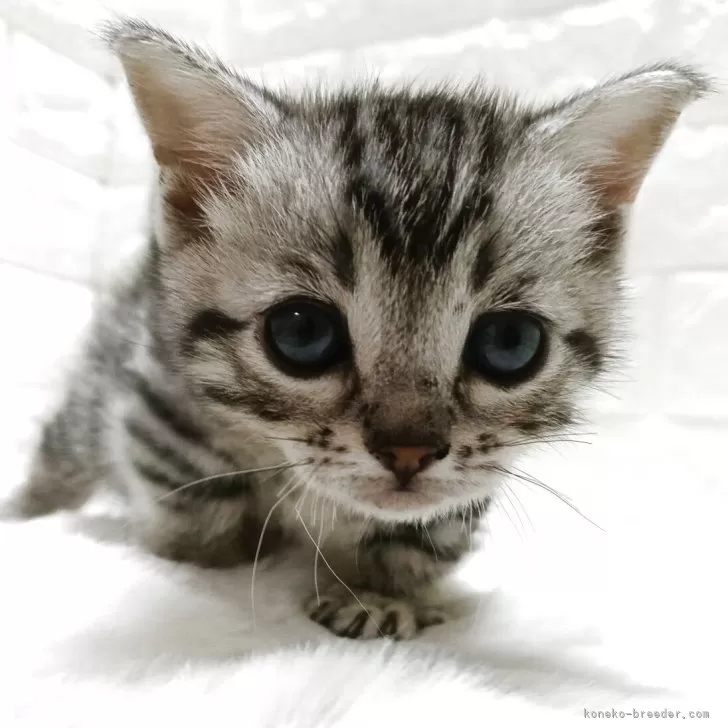 ジェネッタ【静岡県・女の子・2025年11月7日・シルバースポテッドタビー】の写真1