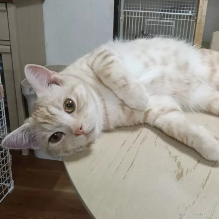 ID:2408-00909の子猫