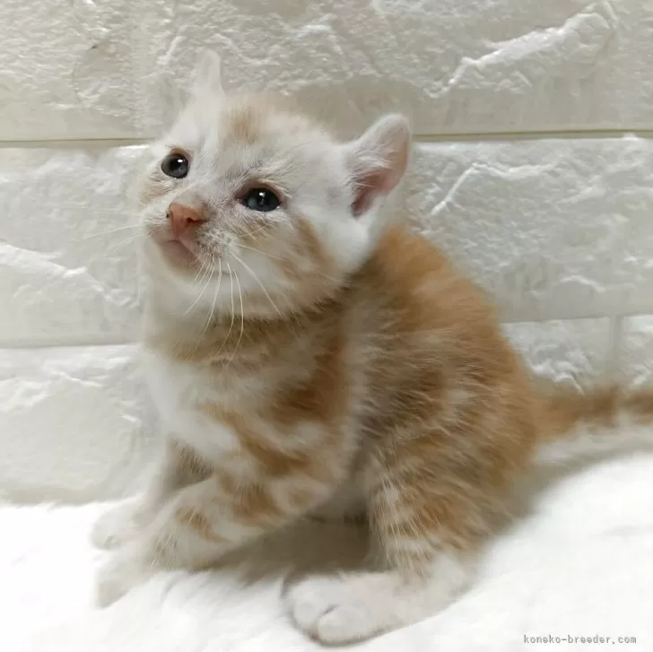 キンカロー【静岡県・男の子・2025年9月9日・レッドタビー】の写真1