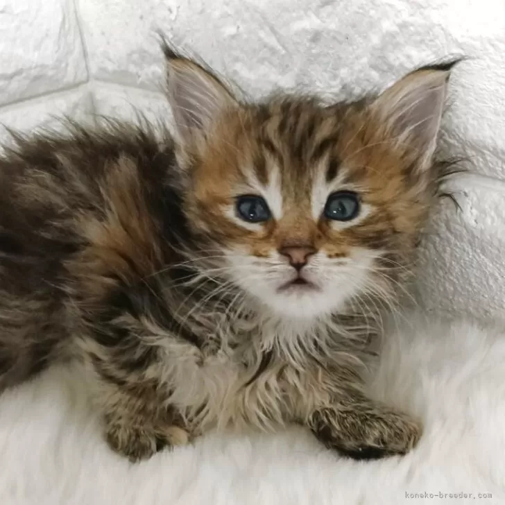 ID:2505-01361の子猫