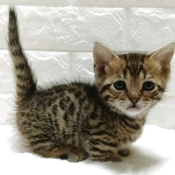 ジェネッタ【静岡県・女の子・2025年11月7日・ブラウンスポテッドタビー（短毛）】の写真「極短足✨綺麗なスポット柄の可愛い女の子🥰」