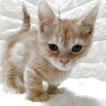 ミヌエット(短足)【静岡県・男の子・2025年9月7日・レッドタビー（短毛）】の写真「短足✨いつでも側に来てくれる甘え坊な男の子🥰」