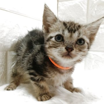 アメリカンショートヘア【静岡県・女の子・2025年10月14日・ブラウンタビー】の写真「好奇心旺盛な人懐っこく甘え坊な女の子😺」