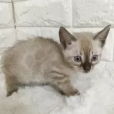 ベンガル